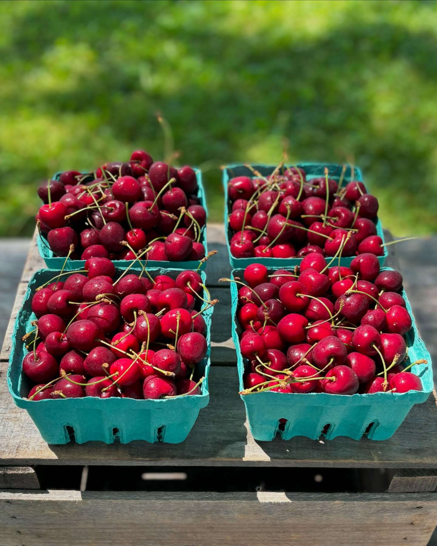 🍒New! Cherries from Yonder Fruit Farms.🍒
Based in Valatie, NY, the folks at Yonder Fruit Farms know their fruit! These freshly picked red cherries are sold in flats of 8 quarts. In stock and ready to ship!
#localproduce #shoplocal #westernmass #martyslocal