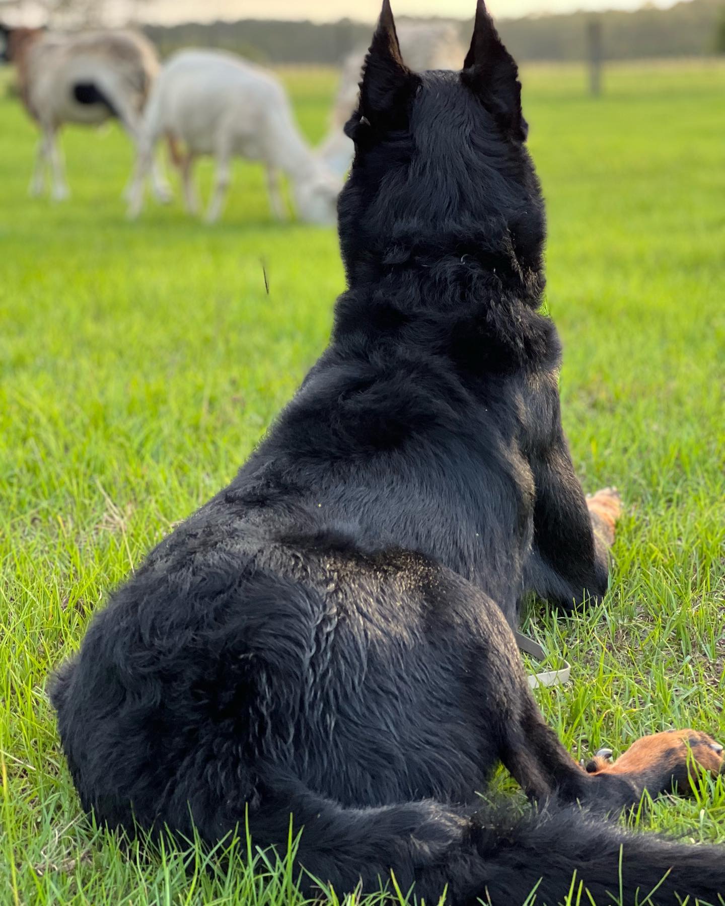 🦴 Health Testing 🦴
I’m so pleased to announce that all of Rowan’s 2 year old health testing as been completed and he passed with flying colors!! Not only is this great for the breed as a whole but it is amazing for a working k-9 of his activity level. I’ll have to admit I was a little nervous seeing how hard he is on his body, but our patience and caution has paid off giving him excellent results.
For a breeder, health testing is invaluable information. Not just for breeding dogs but for all puppies produced. This is why I LOVE to see breeders requiring health testing in their contracts, even with pet buyers. *Maybe* 1 puppy out of each litter will be used for future breeding and assuming all health testing comes back perfect, that’s great! But what if the entire litter came back with bad results except the 1 breeding prospect? That is a ton of information for the breeder and owner to use moving forward with their programs. We only get that kind of information if pet owners test their puppies as well! If you are wondering how to get your dog health tested to the breed recommendations, feel free to reach out to me and I’d be happy to help walk you through it!
Rowan’s Results:
CHIC: 172190
Hips: Excellent
Elbows: Normal
Shoulders: Normal
Heart: Normal w/ echo
Eyes: Normal
Hearing: Non-Carrier
Dentition: Full
VWD: Clear
DM: Clear
Swipe ⬅️ to see his x-rays and head to our Health highlight for certifications and links to his OFA profile!