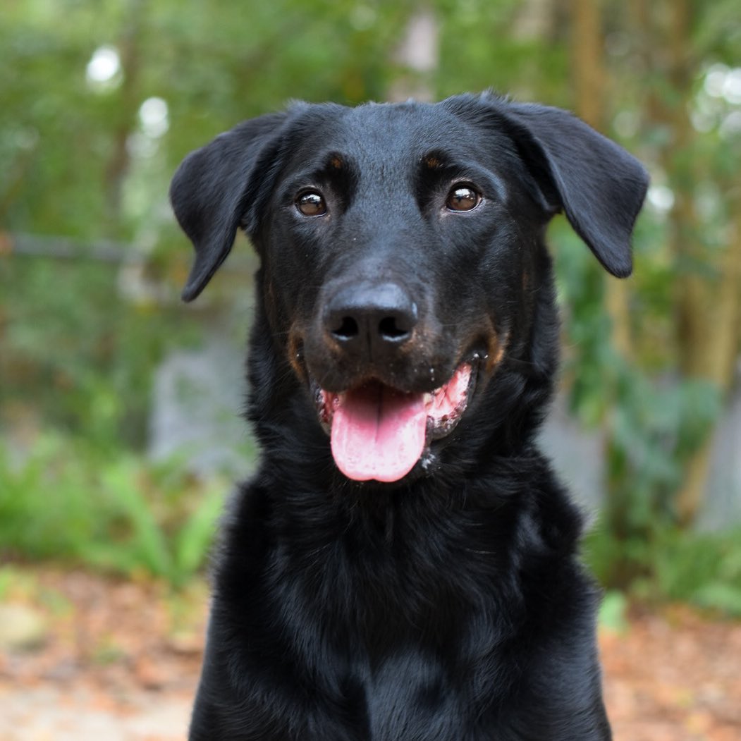 Savoir-Faire 💨
Know-how. While in English we use this to describe a person with a certain smoothness in social settings, this dog has aptly grown into his name for his incredible aptitude for explosives detection. This dog was born with the “know-how” for detection. His drive and instinct for the hunt is unmatched.
Working a dog recreationally versus professionally has been a game changer. You see where your dogs and team lack on a volunteer basis versus the seriousness that is required for professional work. You see the differences in training disciplines, styles and abilities. I adore my SAR team and continue to work and strive to help us be a better team but man, working a dog like Savage in a job like this spurs a certain appreciation for professional handlers. I’m proud to have found this job and been given the opportunity to work this amazing dog by my dear friend.