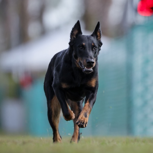 Zoom 💨
Sol and I are zooming off to the Brooksville Cluster this upcoming weekend to participate in some conformation! If you’re going to be in the area or just want to meet some Beaucerons, feel free to stop by and say hello!
#thisisAKC #beauceron #basrouge