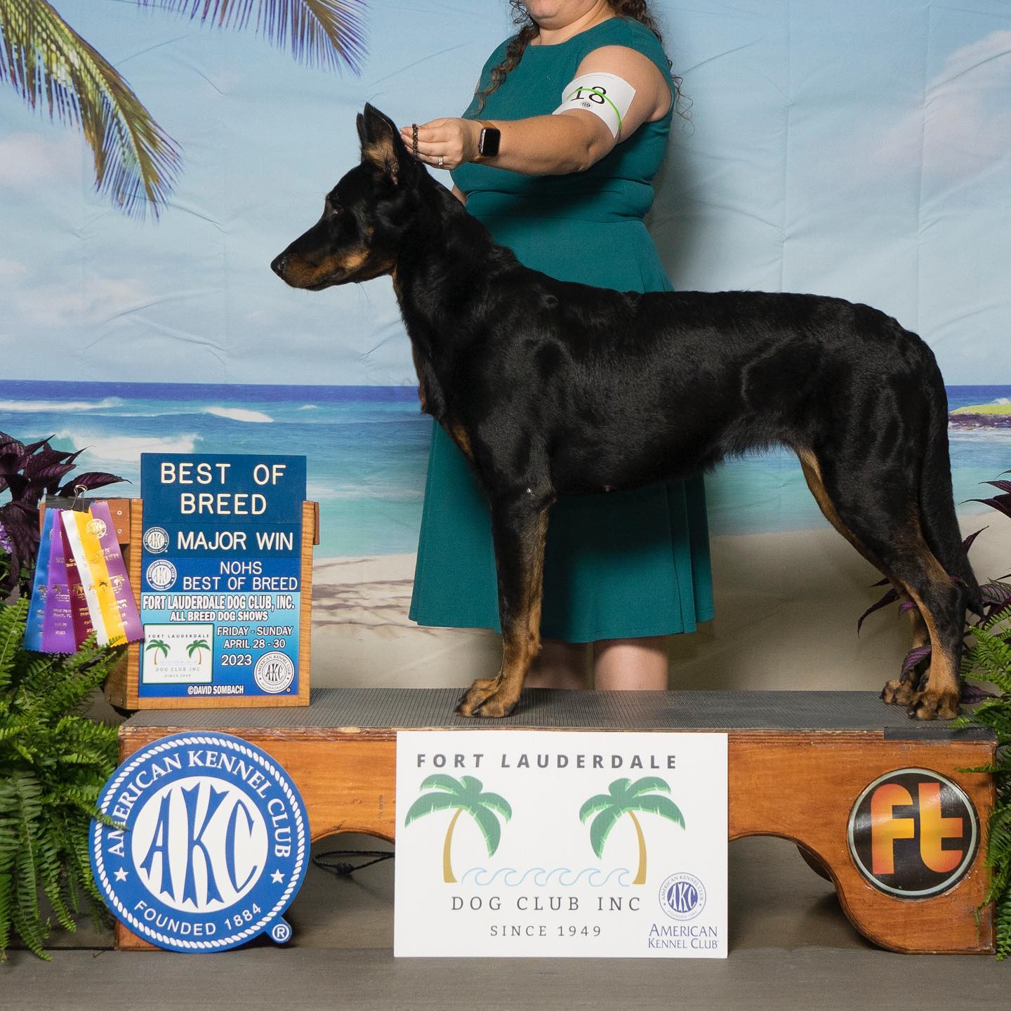 Blue ribbons all around🎗️
Sol pulled out all the stops at the stand pretty contest this past weekend taking two 5 point majors and a very competitive Best of Breed! Only 5 more points and she will have completed her AKC Conformation Championship 😊
IABCA Hnr/Int’l/Nat JR CH SAR K9 Solstice du Grand Buech HSAs JHD-s
#thisisakc #conformation #standpretty #beauceron #workingbeauceron