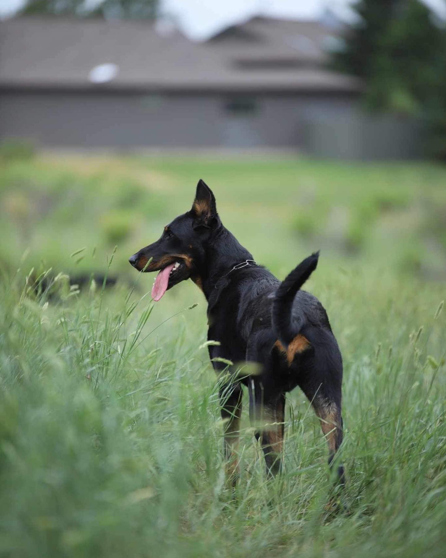 The experience of a lifetime 🐑
This week we have been at the Rancho Terra Norte Herding Symposium and I am absolutely blown away more people don’t know about this. This year Val brought in French Judge and Beauceron breeder Benoît Voisin and it has been an absolute treat. I have been familiar with Benoît’s program for some time now but to learn from him in the traditional style of herding on top of being able to talk Beaucerons with him day and night has been an experience I won’t soon forget.
Additionally, learning the graze from someone who does it say in and day out has been really eye opening. Especially to the fact that most people in the US teach the graze for trial, not real life. This week we have learned real life graze work and the speed at which my dogs picked it up was absolutely amazing. I’m so proud to say that after just two days of instruction, both dogs can complete a nice sized graze with little interaction from me all on their own. To say I was impressed with them and Benoît is an understatement. I hope we will be able to continue all this hard work in the future.
If you guys ever get the chance, go to this symposium. Make the drive and learn from some of the most versatile herding trainers in the industry.
After one last session tomorrow morning, we make our drive back to Florida filled with knowledge and heavy inspiration. We can’t wait to come back hopefully next year!
📸: @seraccollies