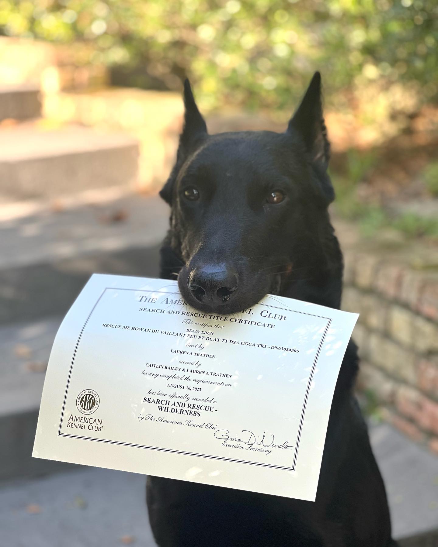 I will never not be proud of this dog 🧡
While it is not unknown that Rowan is a certified SAR dog, that doesn’t always mean he gets the recognition I think he deserves. SAR, especially wilderness SAR can be a thankless hobby. Something super cool that AKC does is allow for titles on your SAR dog if they have certified with an acceptable organization AND have completed at least 5 actual missions. This is a wonderful way to honor our working dogs with official titles to their AKC pedigree. While his official K9 title will always be a “real” title to me, it’s nice to have a little recognition from the largest canine pedigree registry in the country. Good boy Rowan 🧡
SAR K9 Rescue Me Rowan du Vaillant Feu PT DCAT *SAR-W* TT DSA CGCA TKI