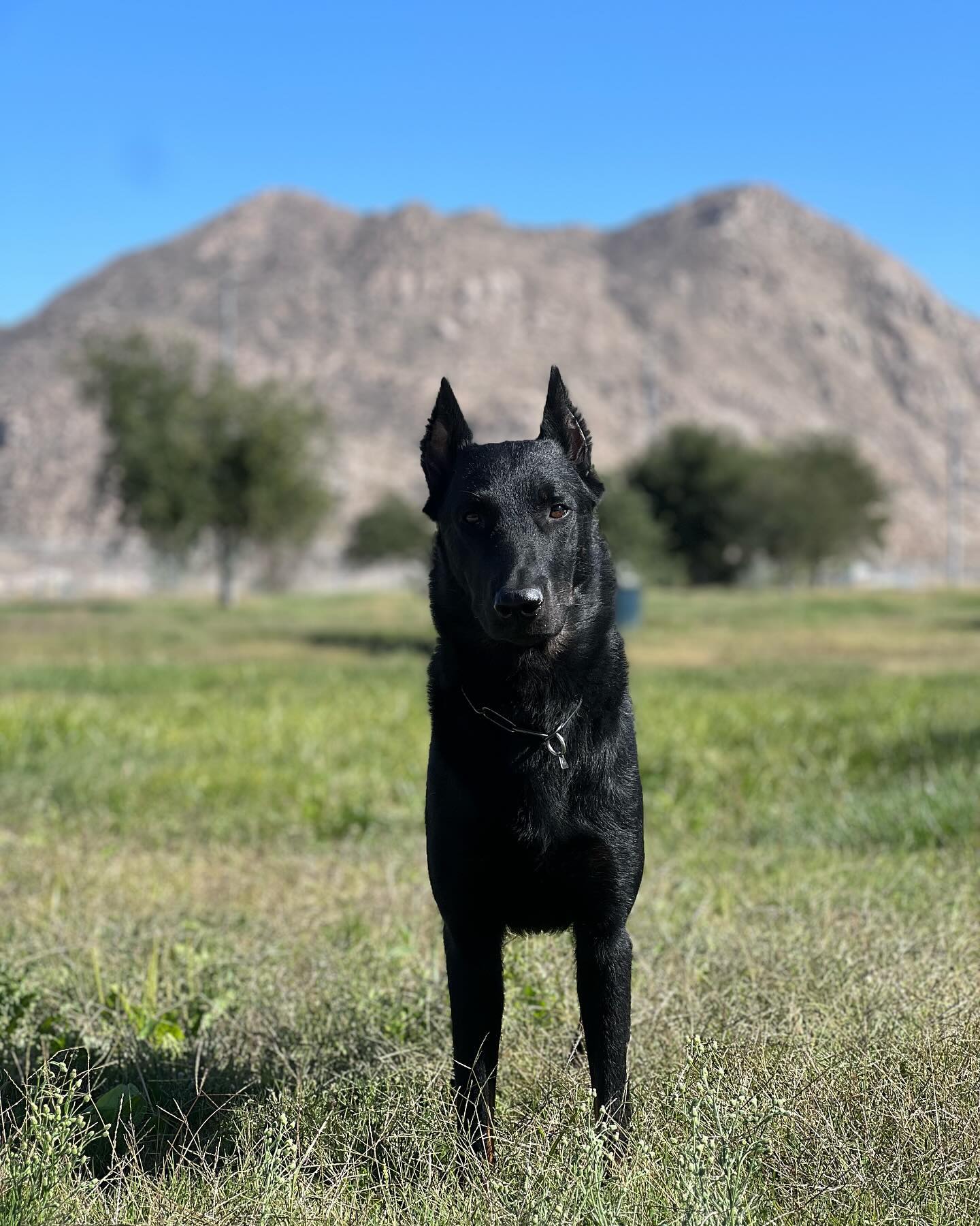 California Livin’ ⛰️
#journée #journee2023 #workingbeauceron #beauceron #herdingbeauceron