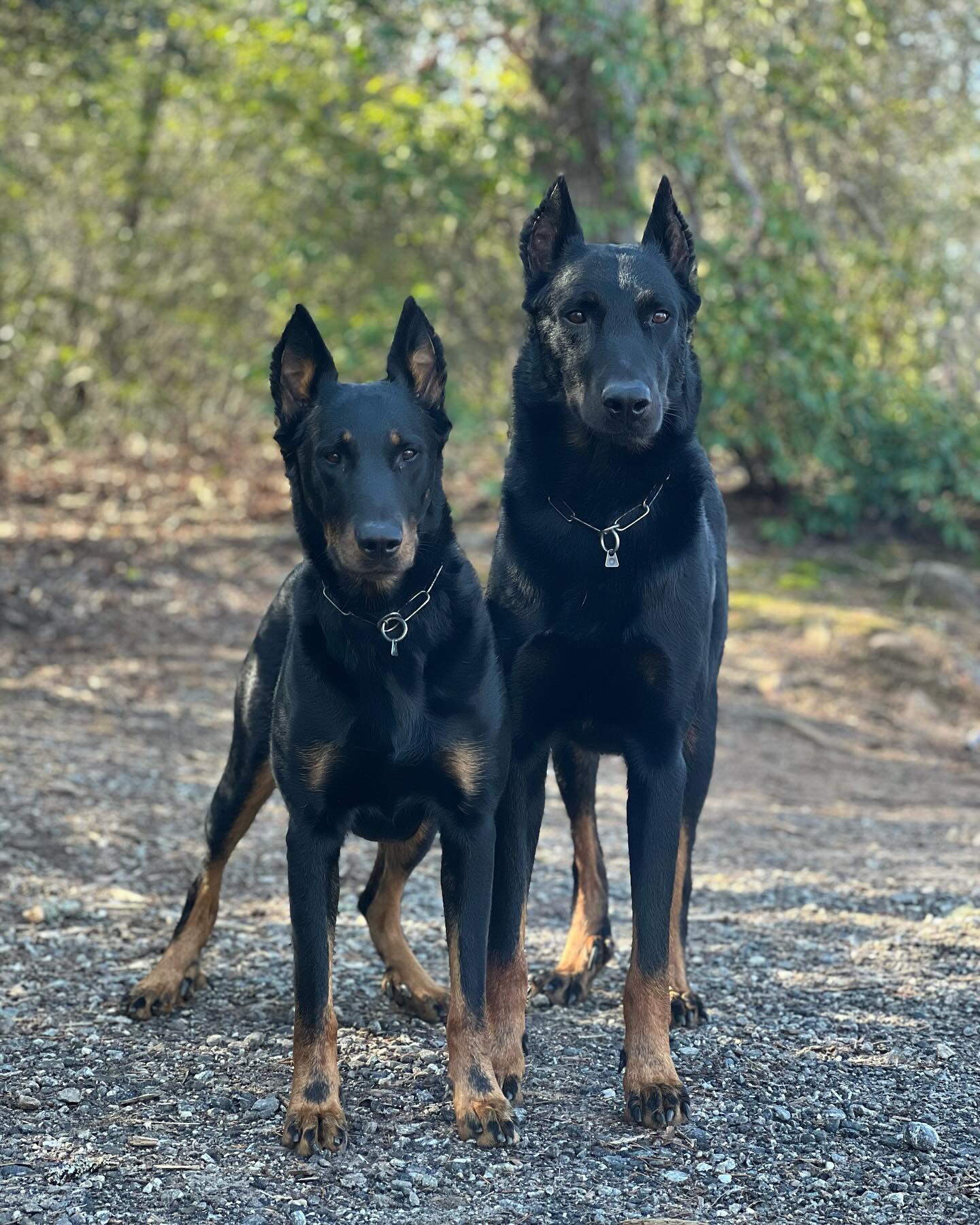 Mountain Adventures ⛰️
Rowan, Sol and I are up here at the NC K9 Emergency Response Team Seminar gearing up to teach some lovely HRD handlers more about complex HRD problems. The dogs and I are loving the cooler weather and mountains of the western side of the state before we make our way east for the seminar.
#sark9 #hrdk9 #sarbeauceron #workingbeauceron #bergerdebeauce #beauceron #workingdogsofinstagram