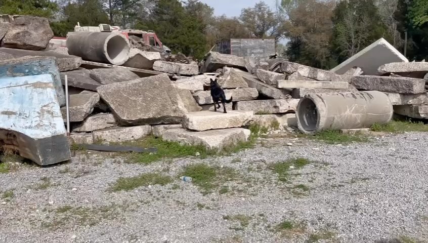 My little mountain goat 🐐
I never expected this little girl to thrive in SAR like she does but I’m happy to say she just keeps getting better and better! This problem was used as a demonstration to the Detection Dog Trials judges what an intermediate hide placement might look like. Sol of course worked it out beautifully and really showed off how confident she is up there in the rubble. Good girl Sol Bean 😍
#sardog #detectiondog #beauceron #workingbeauceron