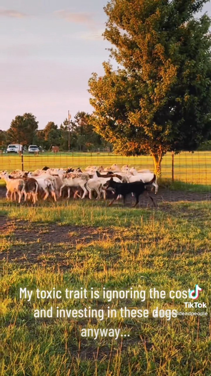 No one ever said it was cheap 💸
#herdingdog #beauceron #workingbeauceron
