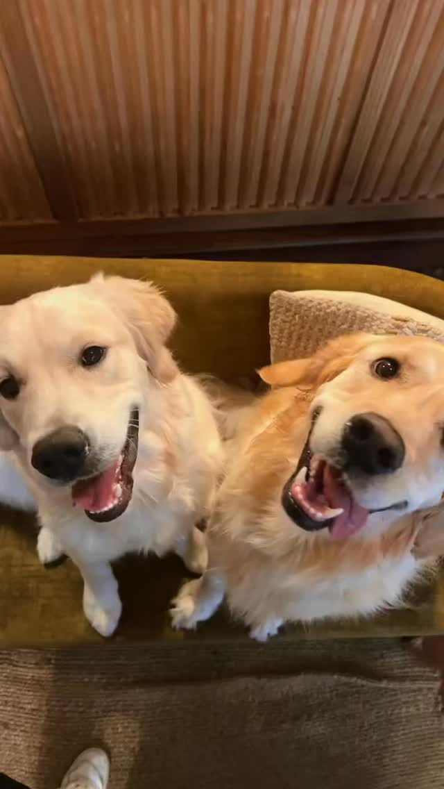 Meet Guus and Joep 🐾
.
.
.
#toast #toasthaarlem #lunch #housedog #dog #haarlemcity #haarlemfoodies #haarlem #haarlemcityblog #viral #doggram #goldenretriever #cute
