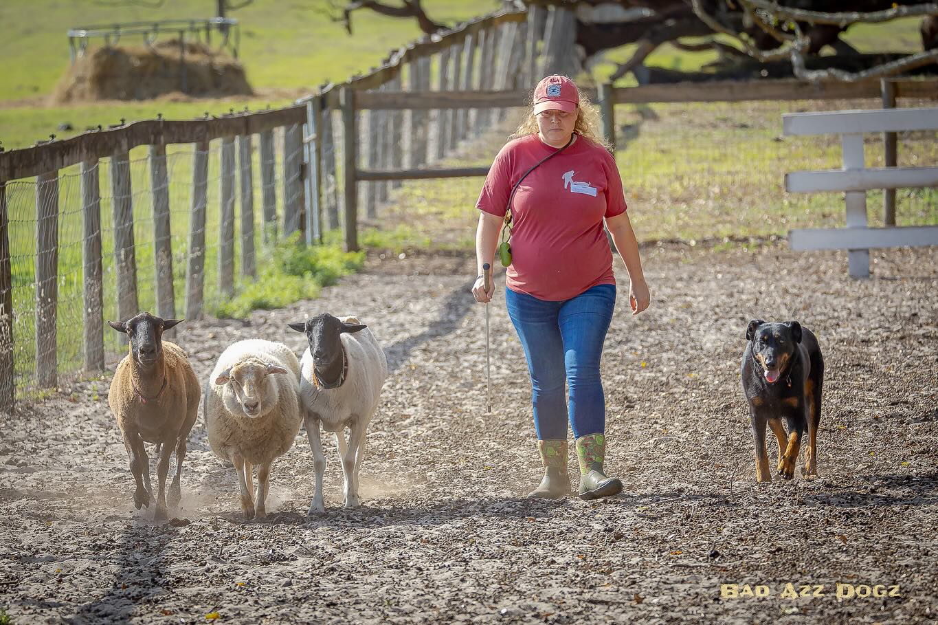 Sauterelle du Berger Ancestral PT 🦗
Excited to introduce what has essentially become my push present to myself 😂 Sauterelle, aka Sauti aka Salty for all my non-French speaking friends, came to us in early October of last year and we have spent the past few months just getting to know one another and creating such a bond I didn’t know was possible when bringing in an adult dog.
Sauterelle comes from a long line of working herding Beaucerons in France from a kennel we have kept our eye on for a few years now. When the opportunity arose to bring Sauterelle to the US, I couldn’t pass it up. Sauterelle has exceeded all of our expectations and I can’t wait to continue to work with her and see the incredible talent she possesses for herding sheep.
Sauterelle came to us with passing hip (HD-A) and elbow (ED-0) ratings from France and she will complete the rest of her health testing later this year. She is also Cotation 1 in France and has already received her first herding title here in the US. We have our sights set on a started or level 1 title later this summer/early fall.
Thank you Benoit and Alexandre for all your support, we hope to continue to make you both proud!
📸: @badazzdogz & @its.nyko