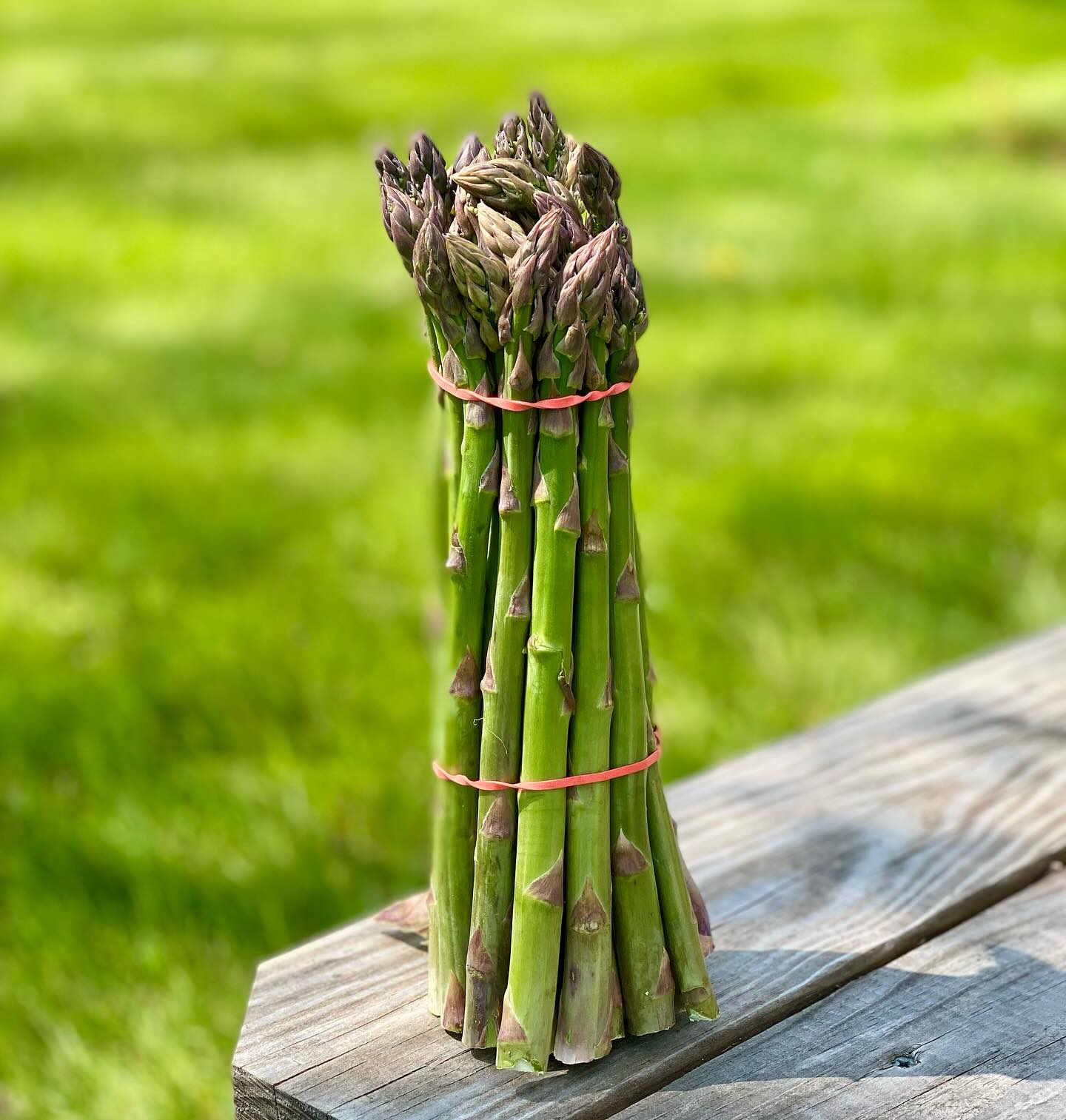 Hadley Asparagus is still going strong from all of our farms partners! 💚✨
Green, sweet, tender and local! Get it while it’s here!