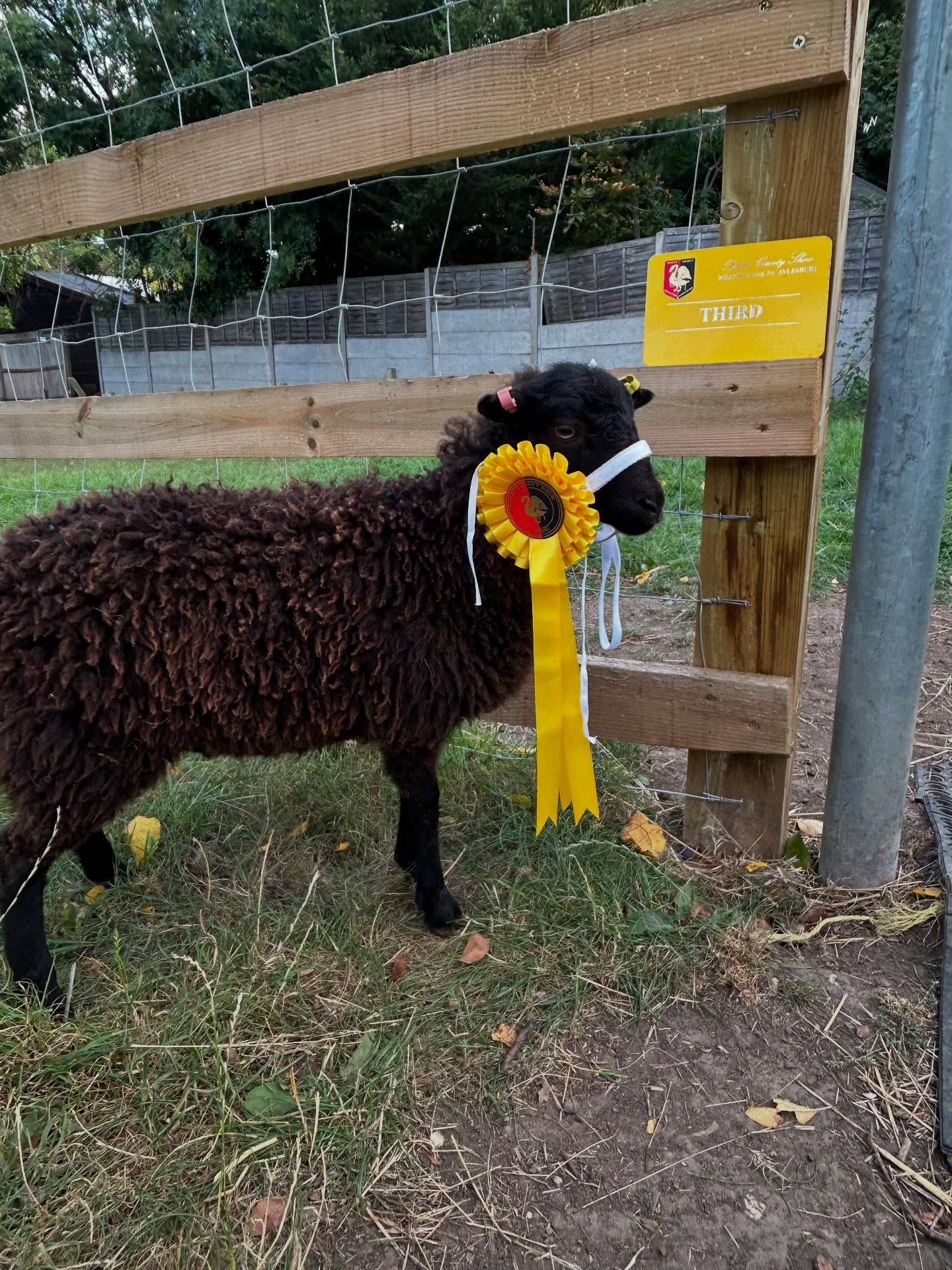 🐑 A Proud Day at the Bucks County Show! 🌿
Earlier this week, Miss Fraser took a group of our students - and some of our lovely sheep - to the @buckscountyshow and what an amazing day it was!
We’re especially proud of Bailey, one of our ewe lambs born on the farm this year, who came 3rd in the Primitive Class 🥉- a fantastic result in a big class full of beautiful sheep!
The girls also got stuck in, having a go in the Young Handler classes and helping with all the show prep - from washing the sheep to training them to walk on halters. They worked so hard and represented the farm brilliantly.
A huge well done to everyone involved - we couldn’t be prouder of our students and our sheep!🐏✨
If you’d like to learn more about our unique school with a working farm, go to sapriory.com and join us for a September Open Day. 
#BucksCountyShow #ProudMoment #YoungHandlers #FarmLife #TeamWork #schoolfarm #schoolfarming #sheep Image