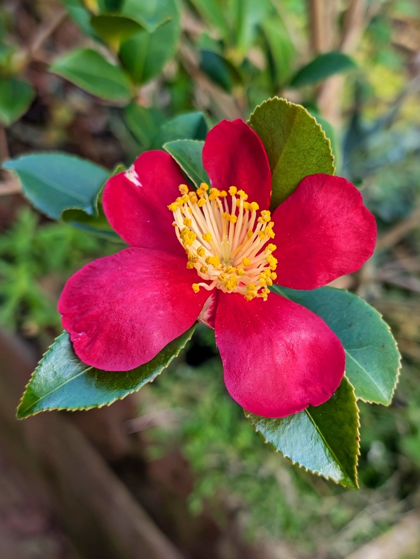 🎄 Living up to its name… Camellia vernalis 'Yuletide’ is just coming into bloom in our own gar... 🎄 Living up to its name… Camellia vernalis 'Yuletide’ is just coming into bloom in our own gar...