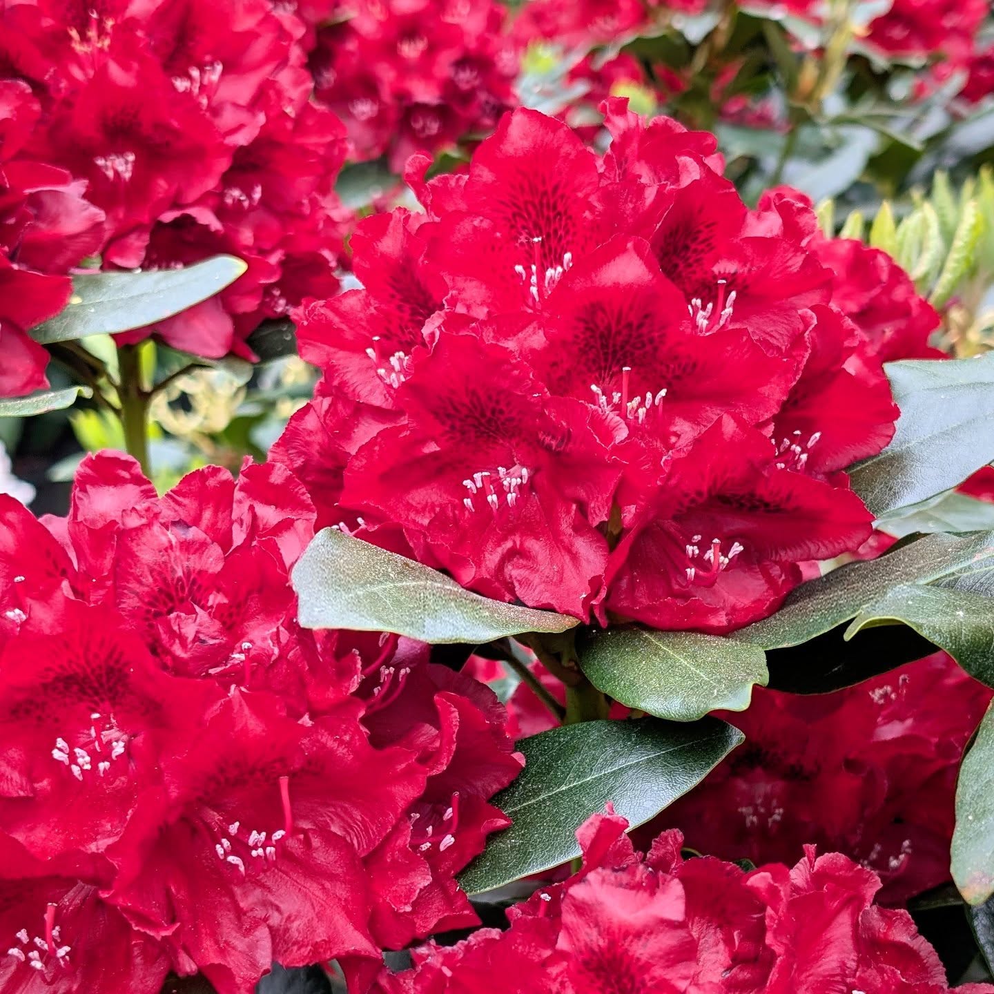 Behind our final door is… Rhododendron ‘Cherry Kiss’ 🍒🌸 This striking evergreen variety w... Behind our final door is… Rhododendron ‘Cherry Kiss’ 🍒🌸 This striking evergreen variety w...