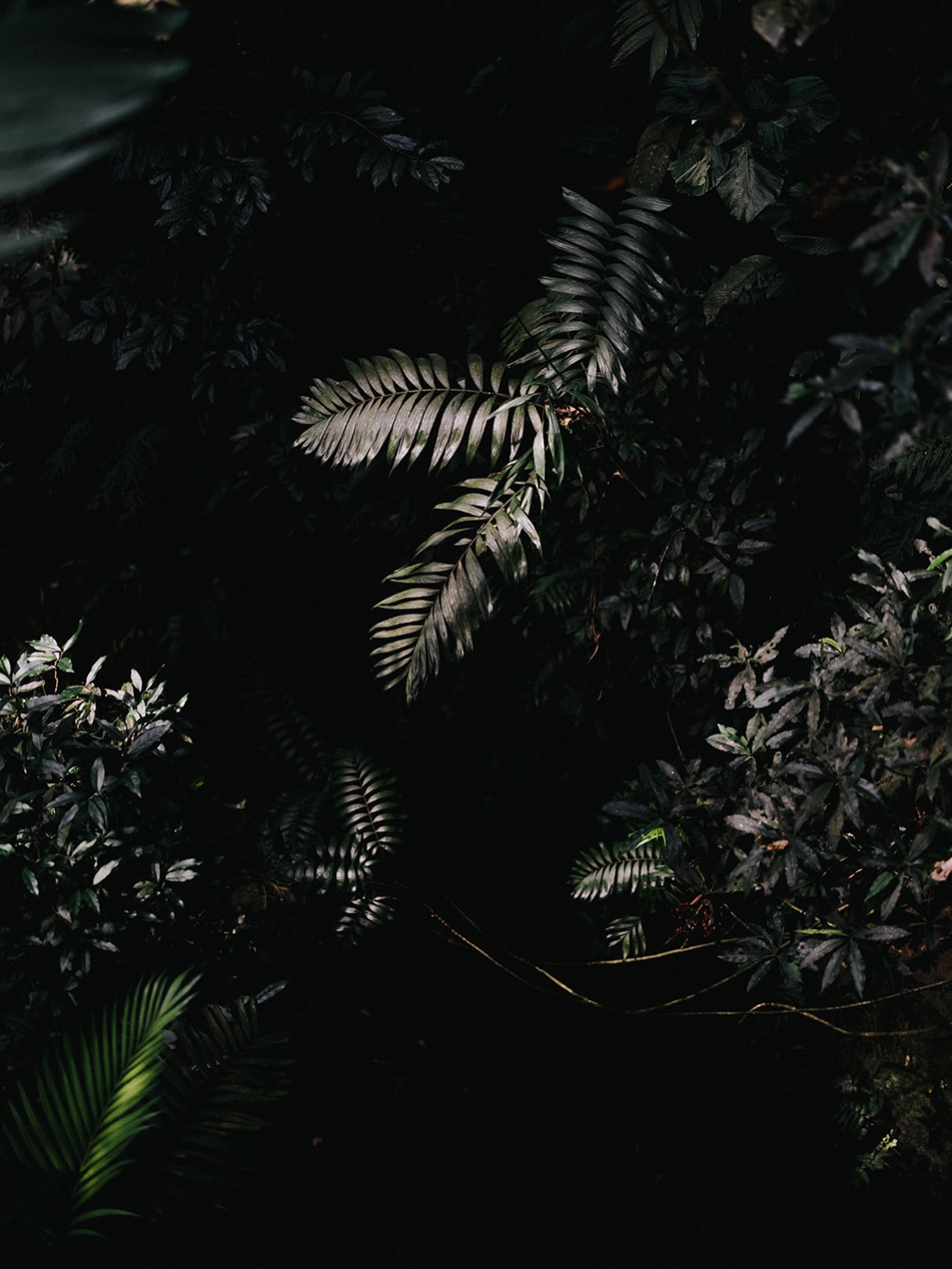 Deep wild greens, 2026.