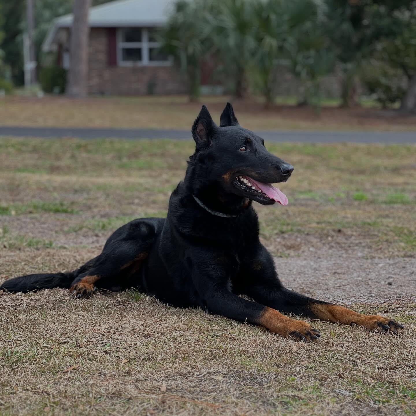SAR K-9 Rescue Me Rowan du Vaillant Feu HSAs DCAT SAR-W TT DSA CGCA TKI 🦺🐑
