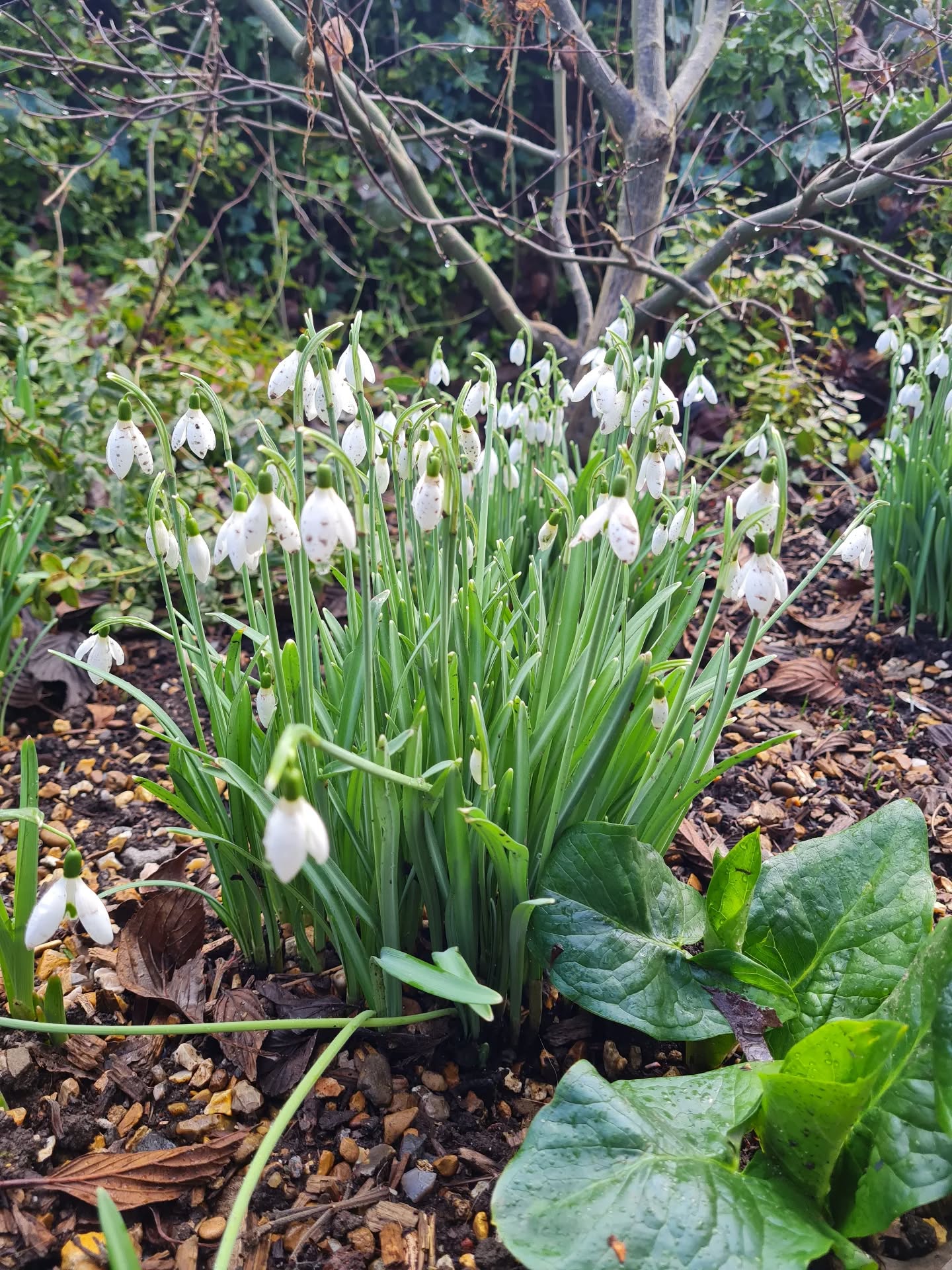 Happy Imbolc to you all.
The mid-point between the Winter Solstice and Spring Equinox - with our backs to the cold and our faces in the sun.
Today we honour the Goddess Bridgid, who had so powerful a hold on the celtic imagination, the Catholics had to make her into a Saint. She is a Goddess of fire, healing and birth, who leads us towards Spring.
Enjoy your Sunday 🌱