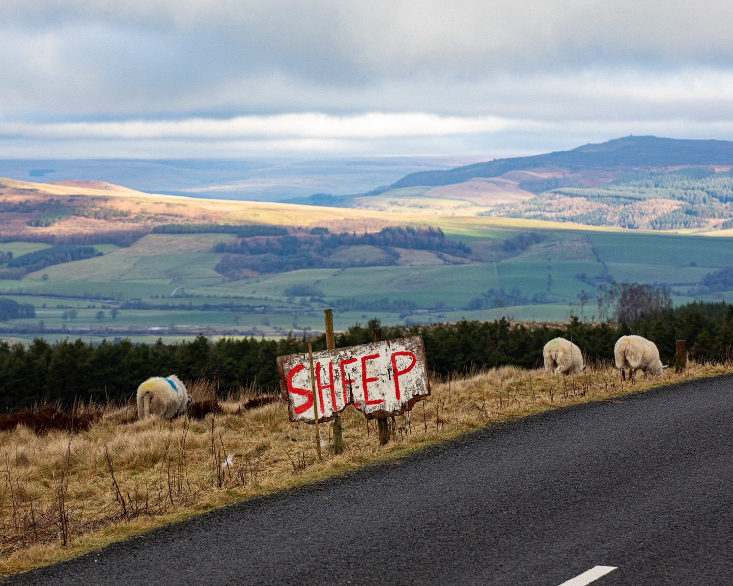 Mutton has earned itself an unfair reputation. For centuries it was simply the meat we ate. Lamb is, in many ways, the modern preference, made possible by refrigeration and global trade. Before that shift, it would have made little sense to slaughter an animal before it had lived fully and bred. Sheep were kept for wool and continuity, and when their working life was complete, they became mutton.
It was part of a cycle. Practical and sustaining. What changed was not the meat, but our habits.
Yet not all mutton is equal. Age alone does not create depth. Mutton reflects the life it has lived. When sheep are kept longer and allowed to graze widely on varied forage, moorland grasses and herbal leys, time and terrain build complexity into the muscle and fat.
That is the mutton we favour and source. Darker, firmer and deeper in flavour, shaped by prolonged grazing on moorland such as this, just outside Skipton.
There was once a rhythm between wool on our backs and mutton on our tables. Perhaps that rhythm still makes sense.