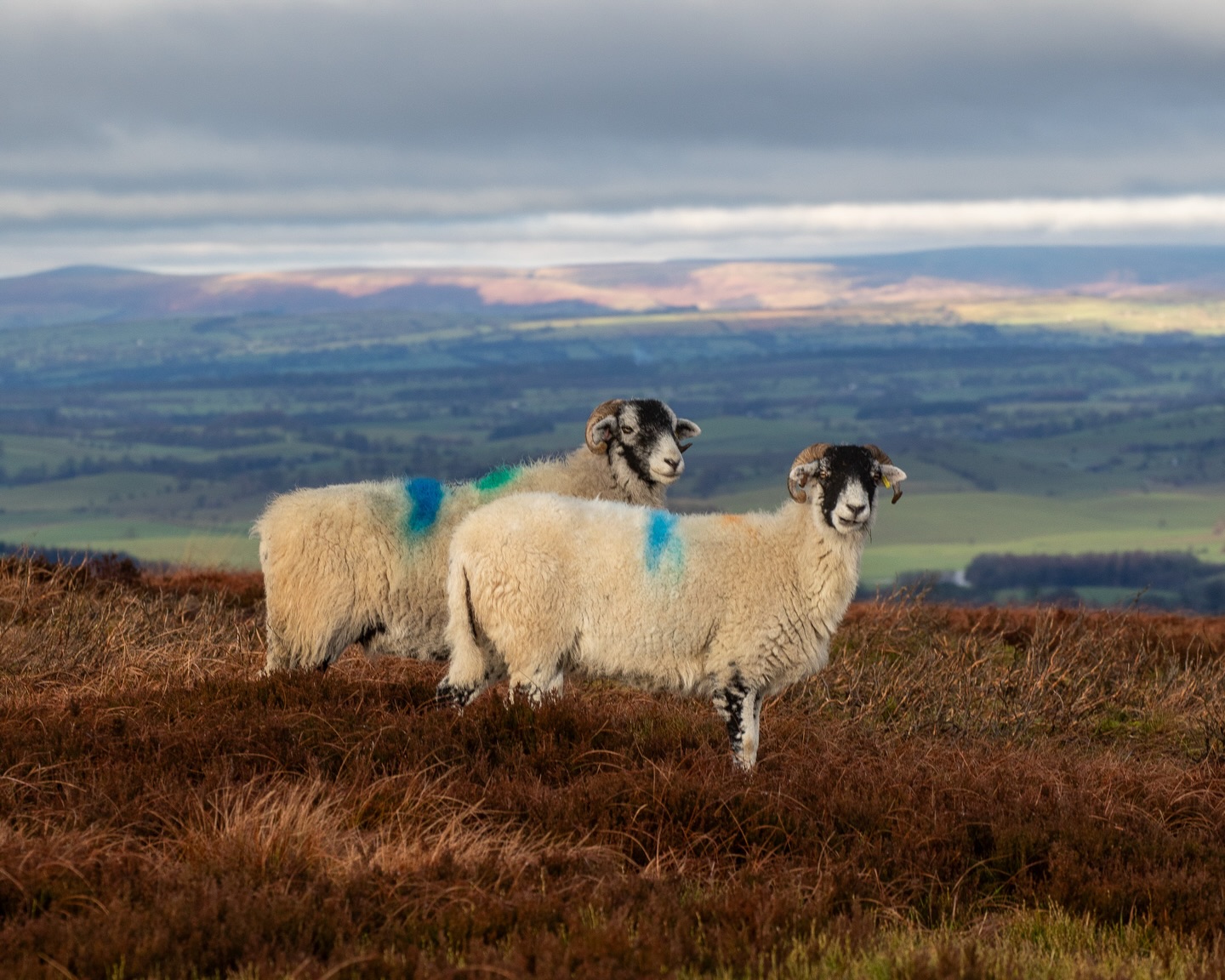 Mutton has earned itself an unfair reputation. For centuries it was simply the meat we ate. Lamb is, in many ways, the modern preference, made possible by refrigeration and global trade. Before that shift, it would have made little sense to slaughter an animal before it had lived fully and bred. Sheep were kept for wool and continuity, and when their working life was complete, they became mutton.
It was part of a cycle. Practical and sustaining. What changed was not the meat, but our habits.
Yet not all mutton is equal. Age alone does not create depth. Mutton reflects the life it has lived. When sheep are kept longer and allowed to graze widely on varied forage, moorland grasses and herbal leys, time and terrain build complexity into the muscle and fat.
That is the mutton we favour and source. Darker, firmer and deeper in flavour, shaped by prolonged grazing on moorland such as this, just outside Skipton.
There was once a rhythm between wool on our backs and mutton on our tables. Perhaps that rhythm still makes sense.