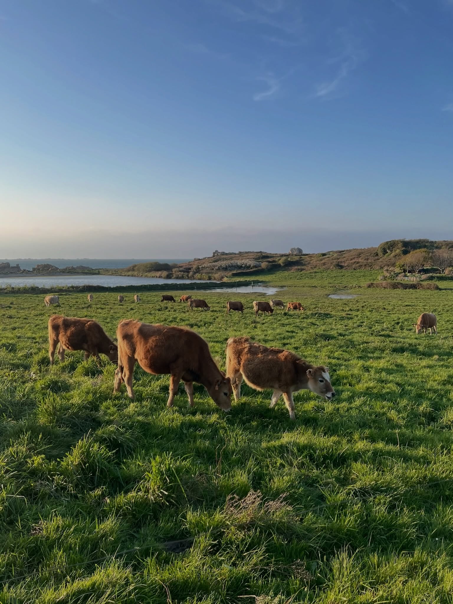 Le saviez-vous ? 🐄
Sur l’île, on peut croiser des copines vaches, qui broutent paisiblement dans des prés avec une belle vue !
Le lait de ces vaches est transformé en produits laitiers divers à la ferme @lait_brehatines 🚜 Et les yaourts fermiers se dégustent au petit-déjeuner de l’hôtel !
Merci les vaches ☘️